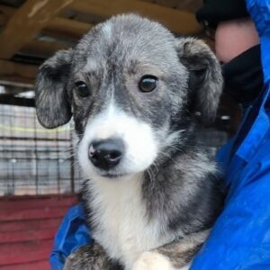 HOOP (♀) - auf PS im PLZ Bereich 74 (NE) - vermittelt