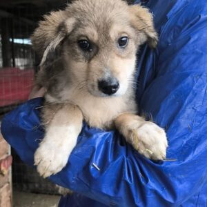 CHRISTMAS (♂) - ausgereist zu Vierbeiner in Not (AL)