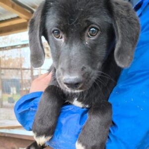 ROSALEEN (♀) - ausgereist zum TH Iserlohn (AL)