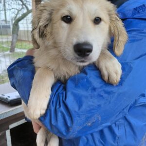 DORLE (♀) - ausgereist zur Hundehilfe Kreta e.V. (GC)