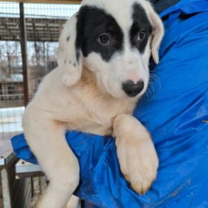 PU´UWAI (♂) - auf PS im PLZ Bereich 54 (NE) - vermittelt