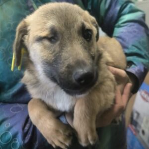 TAIKA (♀) - auf PS in PLZ 5xxx *ausgereist*