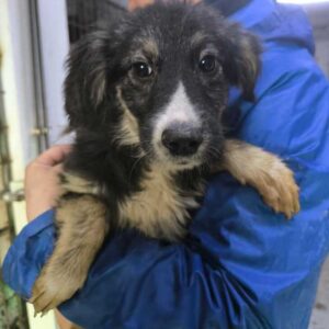 LITTLE (♂) - ausgereist zur Tierhilfe Lebenswert DR 17.01.2025