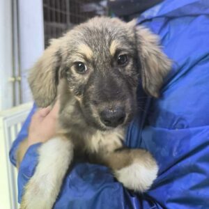 CHLOÉ (♀) - ausgereist zu Vierbeiner in Not (AL)