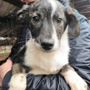 YOLLI (♀) - ausgereist zum TH Iserlohn (AL)