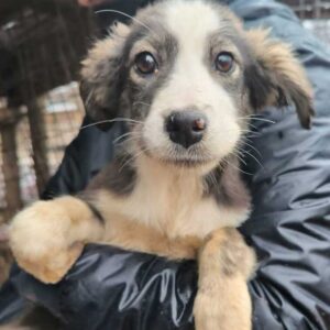 PALILA (♀) - ausgereist zum TH Iserlohn (AL)