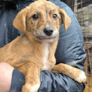 ILA (♀) - auf PS im PLZ Bereich 74 (NE) - vermittelt