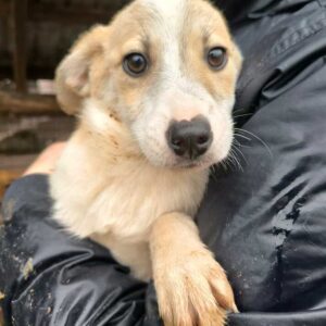 NITKA (♀) - auf PS im PLZ Bereich 97 (NE) - vermittelt