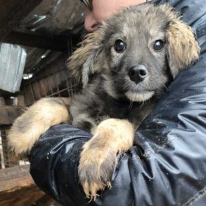 INGER (♂) - ausgereist zum TH Iserlohn (AL)