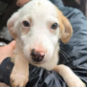 MELODY (♀) - ausgereist zu Vierbeiner in Not (AL)