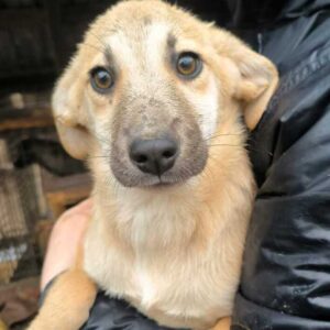 ALANNA (♀) - ausgereist zum TH Iserlohn (AL)