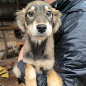 YUNA (♀) - auf PS im PLZ Bereich 21 (SE) - vermittelt