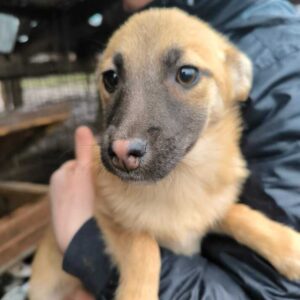 KEANA (♀) - auf PS im PLZ Bereich 37 (SE) *ausgereist* - vermittelt