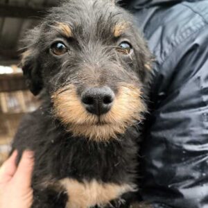 DINI (♀) - ausgereist zum TST Rösrath (AL)