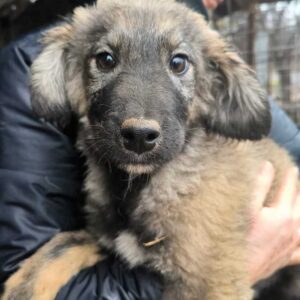 PAOPAO (♂) - ausgereist zum TH Iserlohn (AL)