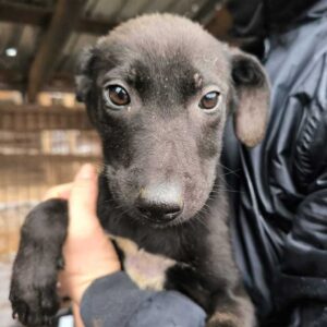 ROYA (♀) - ausgereist zu Vierbeiner in Not (AL)