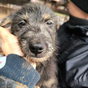 TOPSI (♀) - ausgereist zum TST Rösrath (AL)