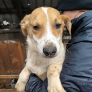 ASTRA (♀) - ausgereist zum TST Rösrath (AL)