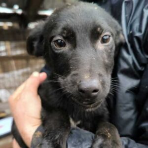 TAPSY (♀) - ausgereist zum TST Rösrath (AL)