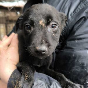 GIZMO (♂) - ausgereist zu Vierbeiner in Not (AL)