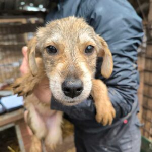 MILKA (♀) - ausgereist zum TST Rösrath (AL)