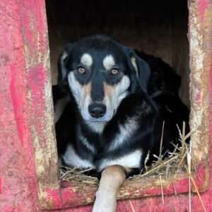 JENNA (♀) - ausgereist zur Tierhilfe Lebenswert (AM)
