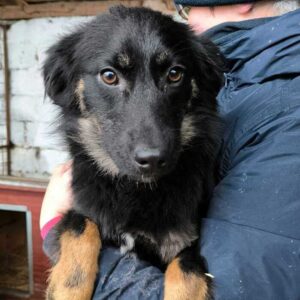 ANNI (♀) - auf PS im PLZ Bereich 21 (SE) - vermittelt