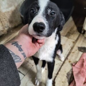 MIKADO (♂) - ausgereist zur Tierhilfe Lebenswert DR 17.01.2025