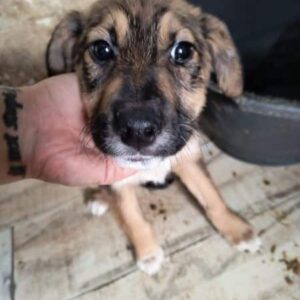 SANNA (♀) - ausgereist zum TST Rösrath (AL)