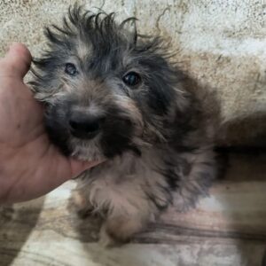 TATUM (♂) - ausgereist zum TST Rösrath (AL)