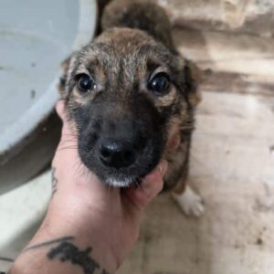 LUNAH (♀) - ausgereist zur Tierhilfe Lebenswert DR 10.01.2025