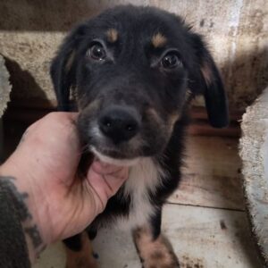 PRIMO (♂) - ausgereist zum TST Rösrath (AL)