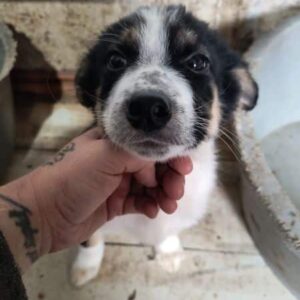 FRECKLE (♂) - ausgereist zum TH Tuttlingen (AL)