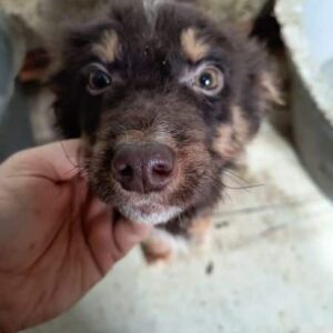 STUBS (♂) - ausgereist zum TST Rösrath (AL)