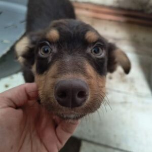 SHADOW (♂) - ausgereist zur Tierhilfe Lebenswert DR 10.01.2025