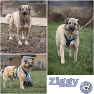 Ziggy (♂) in 52372 Kreuzau - vermittelt