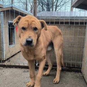 BOOMER (♂) - Notfall - völlig fertig und viel zu dünn (12/24)