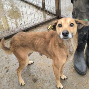 SKAJA (♀) - ausgereist zum TH Tuttlingen (AL)