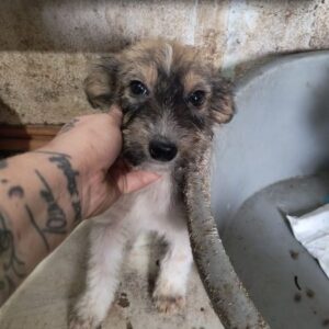 BECKY (♀) - auf PS im PLZ Bereich 33 (NE) *ausgereist* - vermittelt