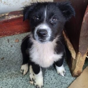 LUIGI (♂) - ausgereist zur Tierhilfe Lebenswert DR 10.01.2025