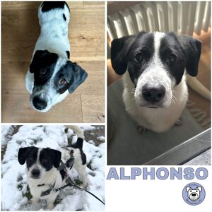 ALPHONSO (♂) in 40670 Meerbusch - vermittelt