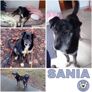 SANIA (♀) in 08468 Reichenbach - vermittelt