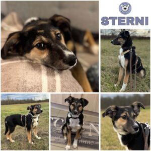 STERNI (♀) in 76477 Elchesheim-Illingen - vermittelt