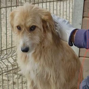 HENDRIX (♂) - vermittelt NH