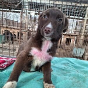 MASSI (♂) - ausgereist zu Vierbeiner in Not (AL)