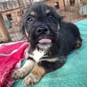 DUPILO (♂) - ausgereist zu Vierbeiner in Not (AL)