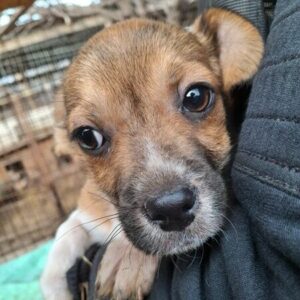 SAMY (♂) - ausgereist zu Vierbeiner in Not (AL)