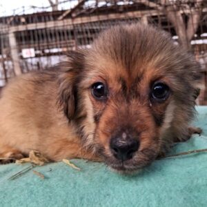 DIETER (♂) - ausgereist zu Vierbeiner in Not (AL)