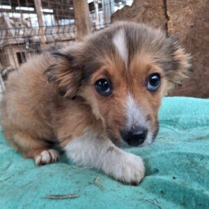 PEPE (♂) - ausgereist zu Vierbeiner in Not (AL)