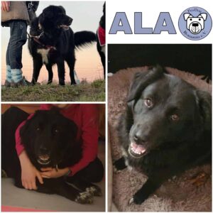 ALA (♀) in 82223 Eichenau - reserviert